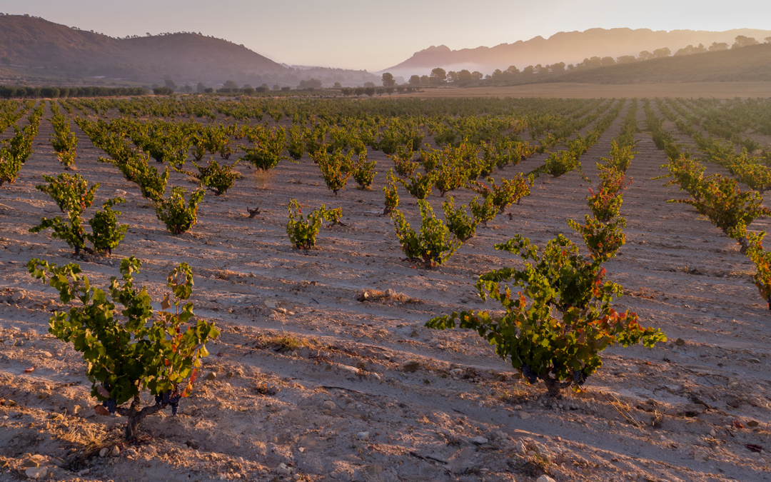 Why Jumilla should be on every wine lover’s radar