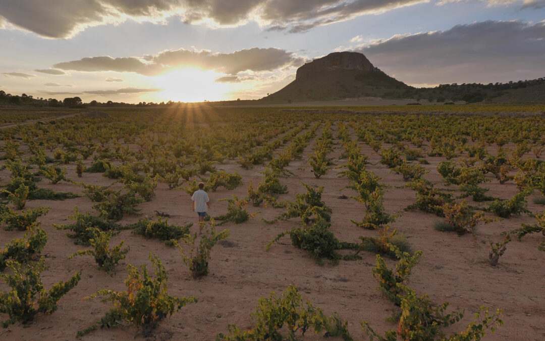 Jumilla: Grapes and flavours