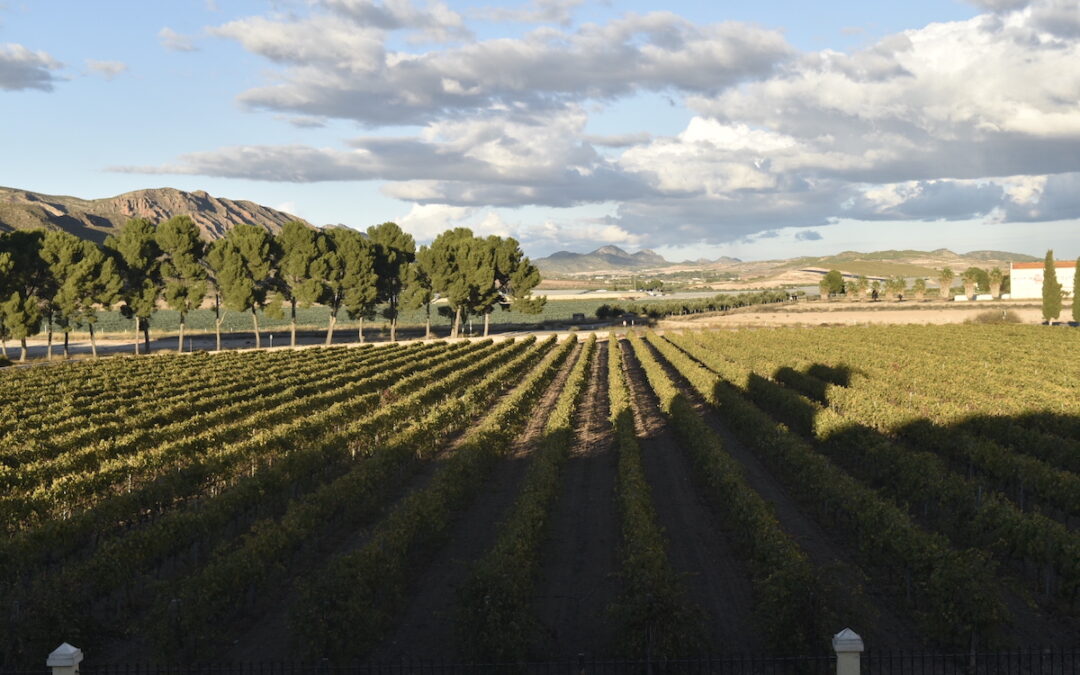 Visiting Royalty, Monastrell, the Queen of Jumilla