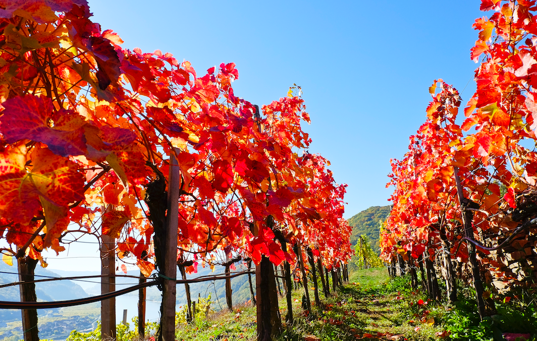 The best wines from The Autumn Tasting 2020