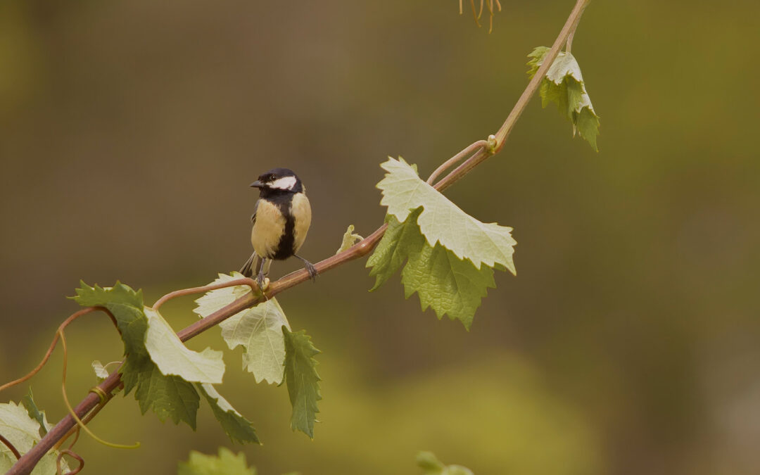 Top 10 wines for spring