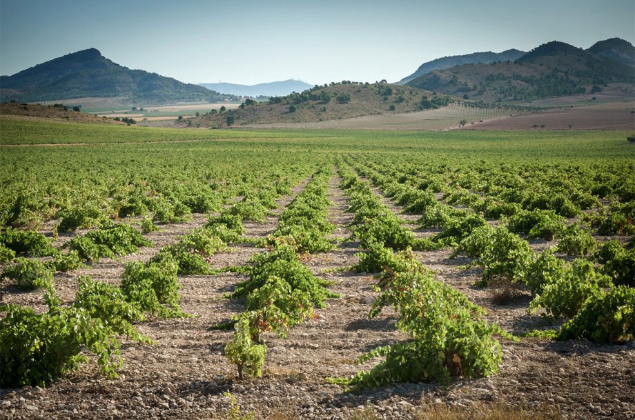 Exploring Jumilla