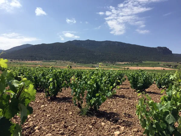 On Monastrell, Three Wines from D.O. Jumilla and Foods for Pairing