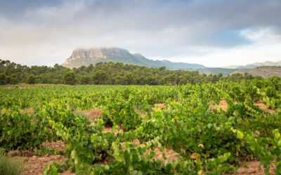 Once Underrated, Spain’s Jumilla Wine Region Steps into the Spotlight