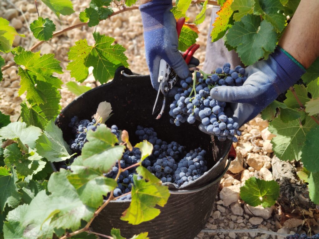 vendimia de Monastrell 30.09.2020 DOP JUMILLA