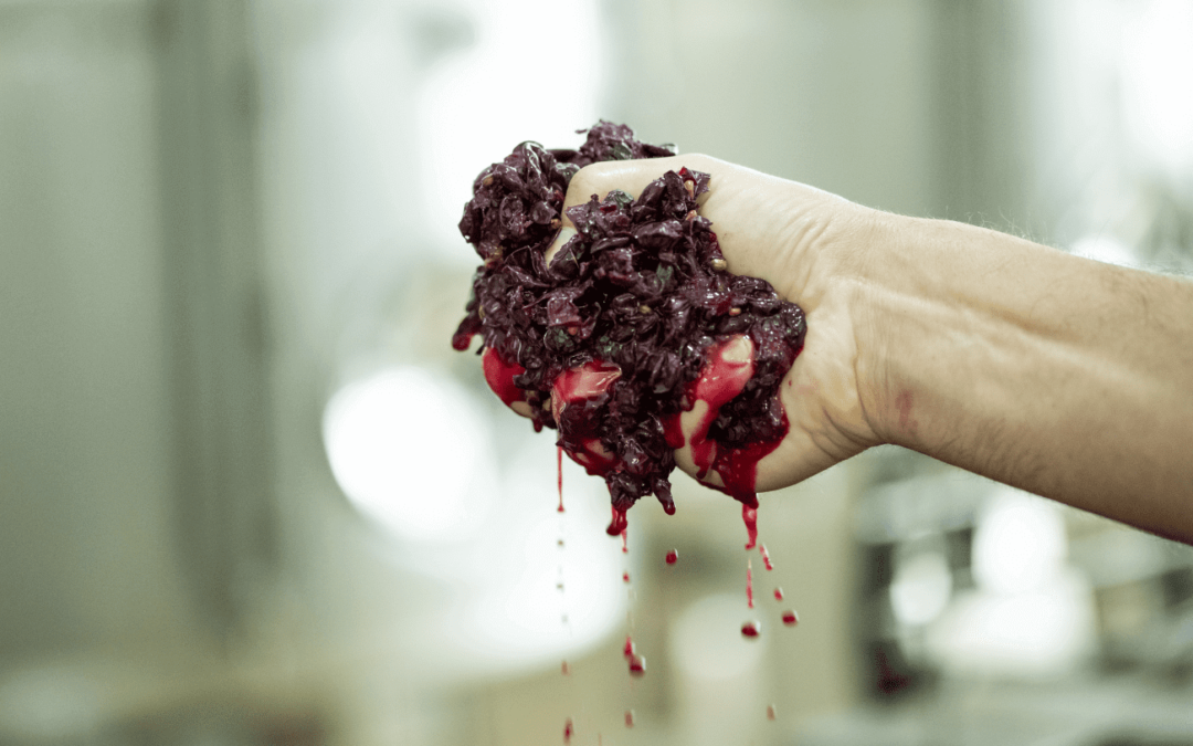 Dialogues on Art and Wine: Winemaking in the Jumilla DOP