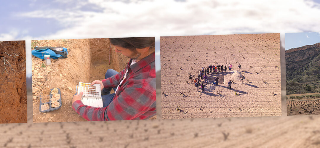 Soils to survive: The key for Jumilla’s Old Vines