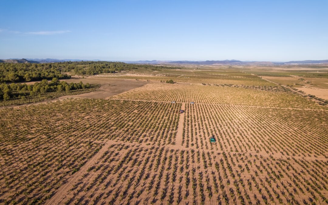 JUMILLA RECORDS ITS SMALLEST-EVER HARVEST