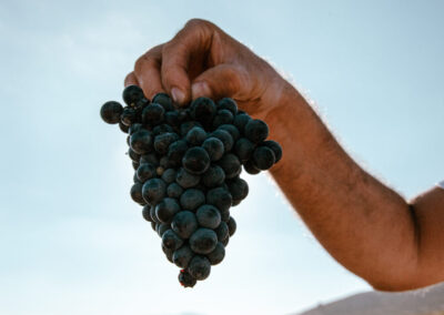 CARCHELO harvest September 25-01