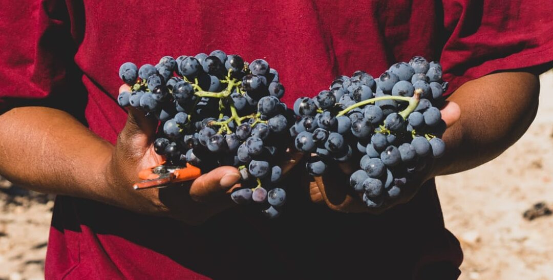 THE 2025 HARVEST AT JUMILLA PDO