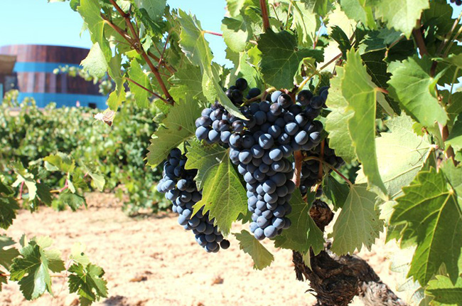 Tempranillo grapes in Dominio de Cair. Credit: Araex 