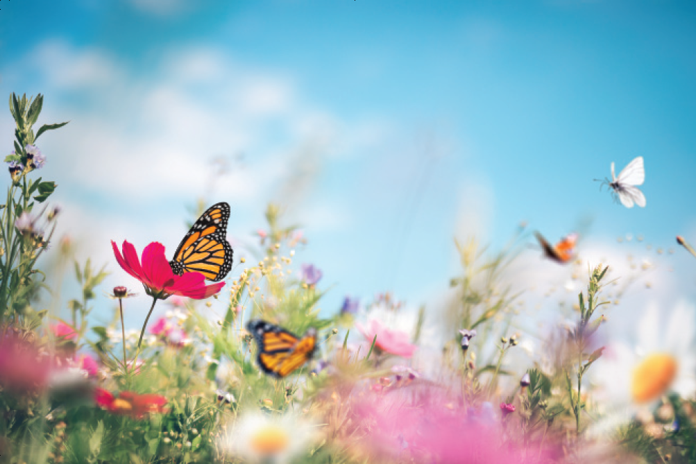 The best wines from The Spring Tasting