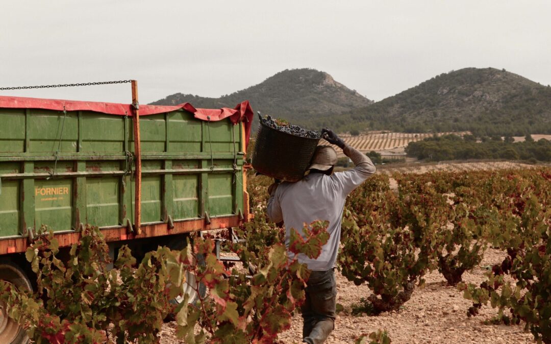 THE JUMILLA PDO REGULATORY BOARD’S TASTING PANEL RATES THE 2025 VINTAGE “VERY GOOD”