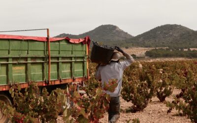 THE JUMILLA PDO REGULATORY BOARD’S TASTING PANEL RATES THE 2025 VINTAGE “VERY GOOD”